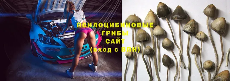 Псилоцибиновые грибы Magic Shrooms  кракен ссылки  Муром  цены  