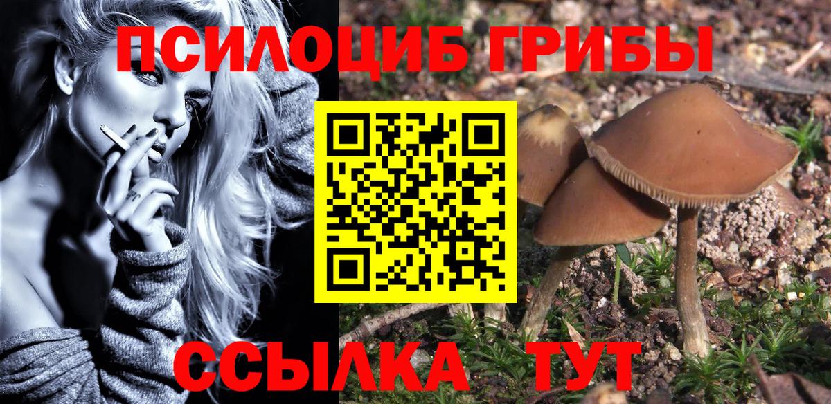 Галлюциногенные грибы Psilocybe Муром